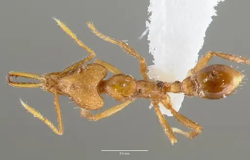 Strumigenys norax specimen CASENT0005614 image casent0005614_1