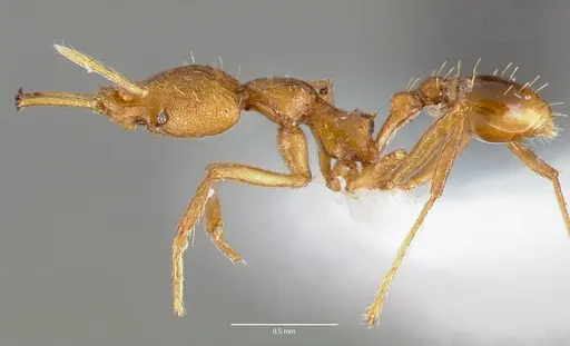 Strumigenys norax specimen CASENT0005614 image casent0005614_3
