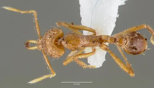 Strumigenys norax specimen CASENT0005615 image casent0005615_1