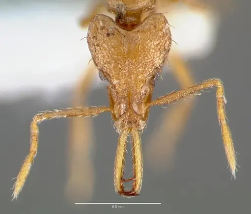 Strumigenys norax specimen CASENT0005615 image casent0005615_2