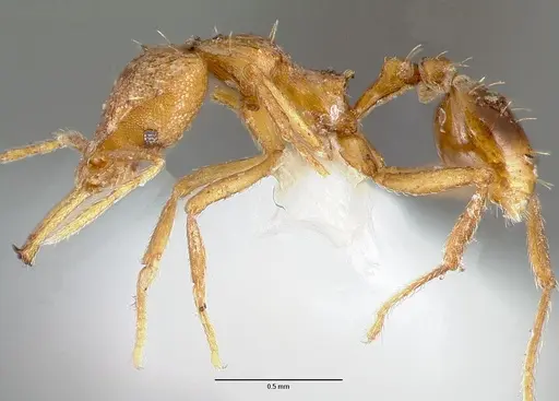Strumigenys norax specimen CASENT0005615 image casent0005615_3