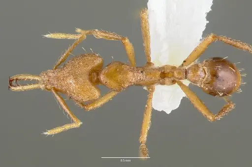 Strumigenys norax specimen CASENT0005616 image casent0005616_1