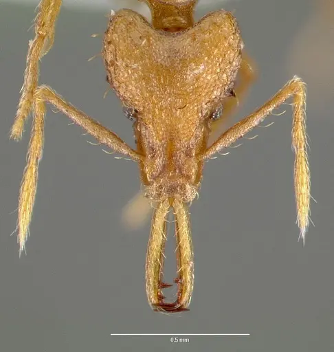 Strumigenys norax specimen CASENT0005616 image casent0005616_2