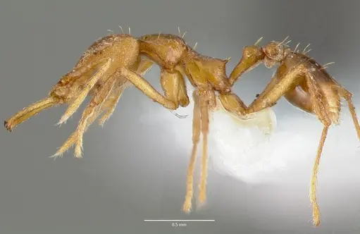 Strumigenys norax specimen CASENT0005616 image casent0005616_3