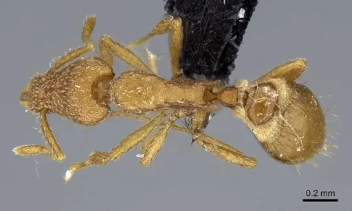 Strumigenys norax specimen CASENT0080173 image casent0080173_1