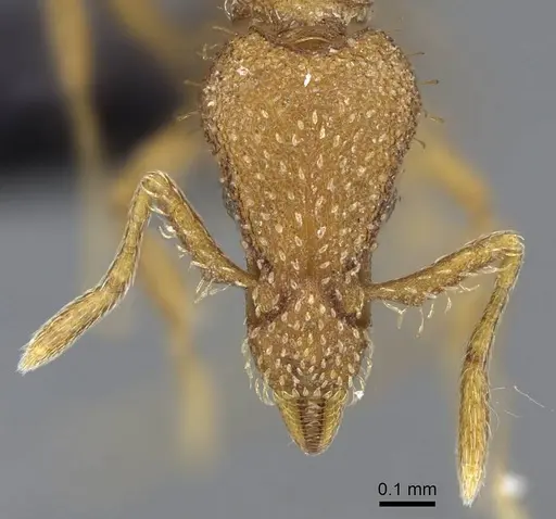 Strumigenys norax specimen CASENT0080173 image casent0080173_2