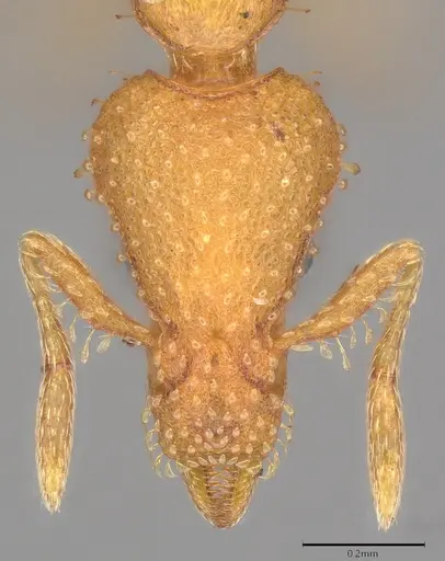 Strumigenys norax specimen CASENT0775853 image casent0775853_1
