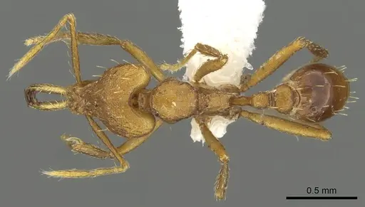 Strumigenys norax specimen CASENT0900711 image casent0900711_1