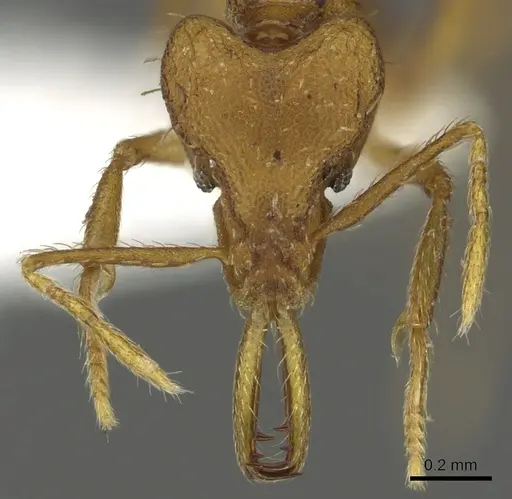 Strumigenys norax specimen CASENT0900711 image casent0900711_2