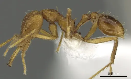 Strumigenys norax specimen CASENT0900711 image casent0900711_3