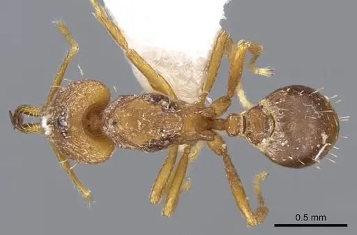 Strumigenys norax specimen CASENT0914771 image casent0914771_1