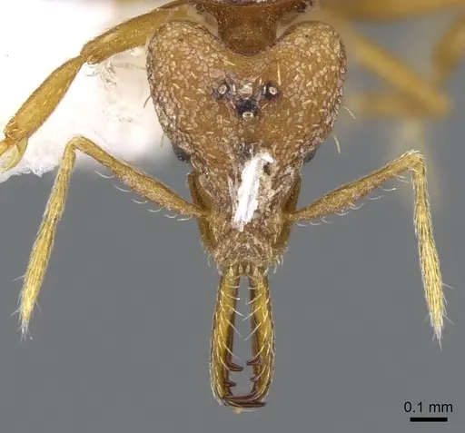 Strumigenys norax specimen CASENT0914771 image casent0914771_2