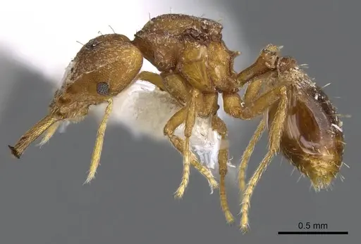 Strumigenys norax specimen CASENT0914771 image casent0914771_3