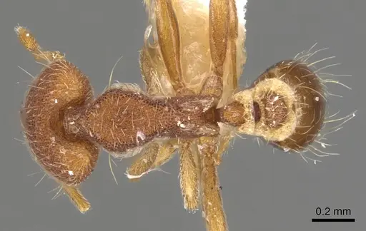Strumigenys nothomopyx specimen CASENT0900800 image casent0900800_1