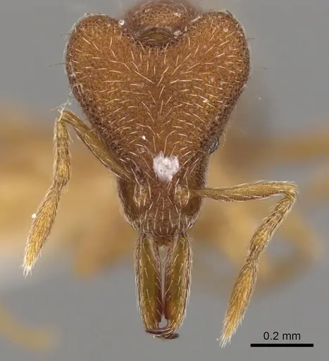 Strumigenys nothomopyx specimen CASENT0900800 image casent0900800_2