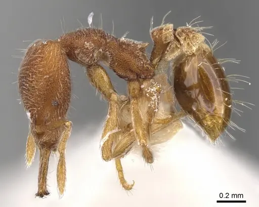 Strumigenys nothomopyx specimen CASENT0900800 image casent0900800_3
