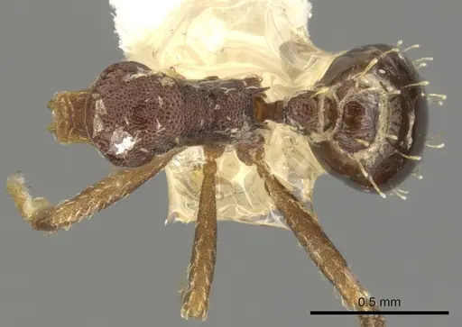 Strumigenys nubila specimen CASENT0900178 image casent0900178_1