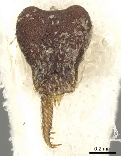 Strumigenys nubila specimen CASENT0900178 image casent0900178_2