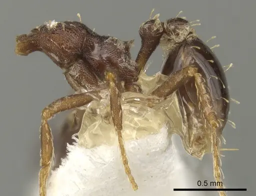 Strumigenys nubila specimen CASENT0900178 image casent0900178_3