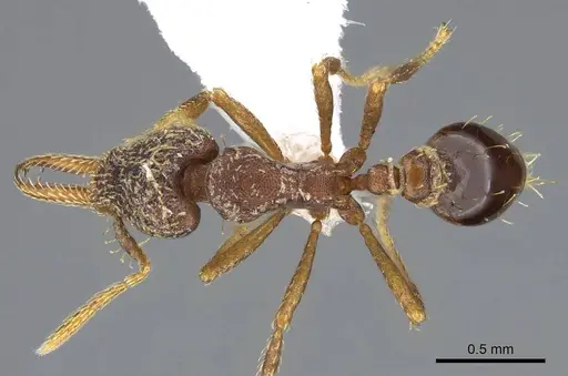 Strumigenys nubila specimen CASENT0914613 image casent0914613_1