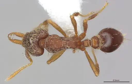 Strumigenys nubila specimen CASENT0914613 image casent0914613_2