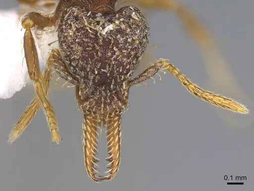 Strumigenys nubila specimen CASENT0914613 image casent0914613_3