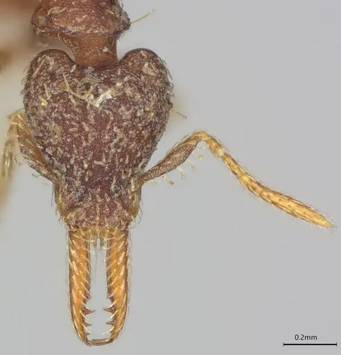 Strumigenys nubila specimen CASENT0914613 image casent0914613_4