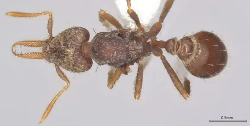 Strumigenys nubila specimen CASENT4031340 image casent4031340_1