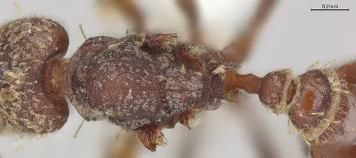Strumigenys nubila specimen CASENT4031340 image casent4031340_2