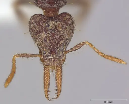 Strumigenys nubila specimen CASENT4031340 image casent4031340_3