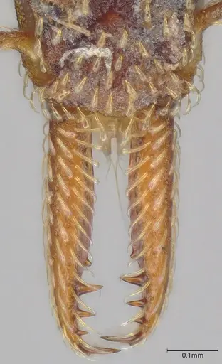 Strumigenys nubila specimen CASENT4031340 image casent4031340_4