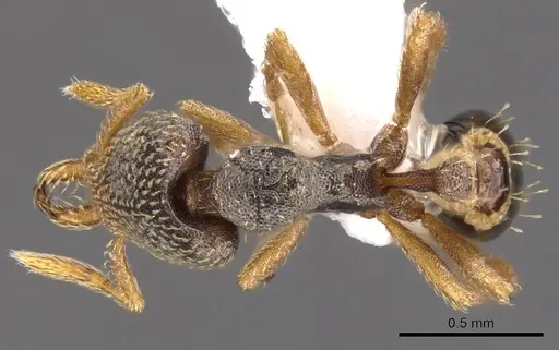 Strumigenys nummula specimen CASENT0900925 image casent0900925_1