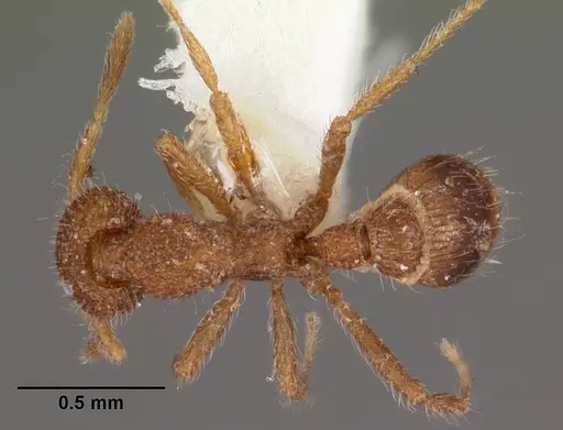 Strumigenys nykara specimen CASENT0102551 image casent0102551_1