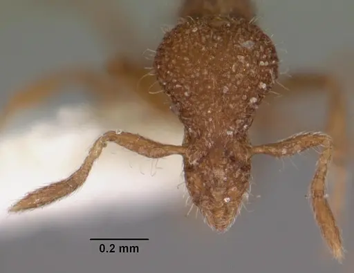 Strumigenys nykara specimen CASENT0102551 image casent0102551_2