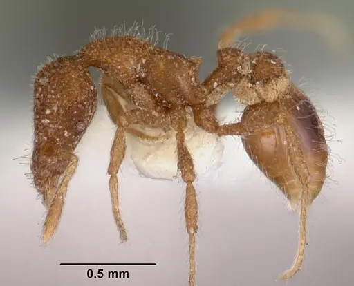 Strumigenys nykara specimen CASENT0102551 image casent0102551_3