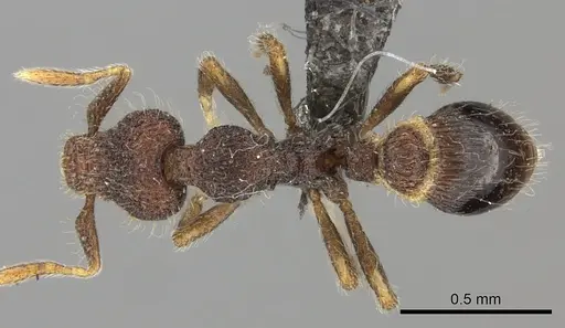Strumigenys nykara specimen CASENT0235696 image casent0235696_1