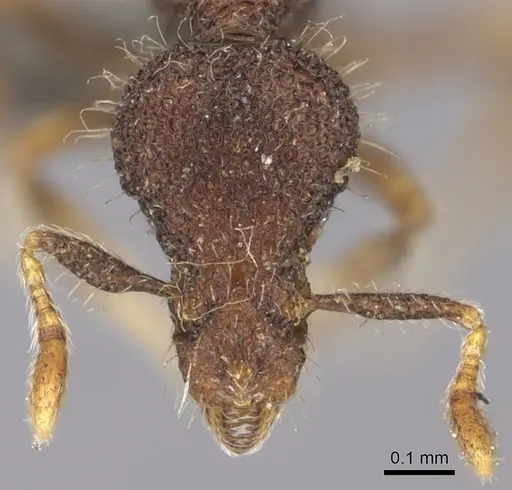 Strumigenys nykara specimen CASENT0235696 image casent0235696_2