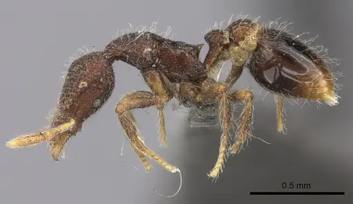 Strumigenys nykara specimen CASENT0235696 image casent0235696_3