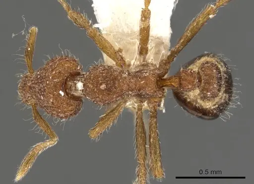 Strumigenys nykara specimen CASENT0900085 image casent0900085_1