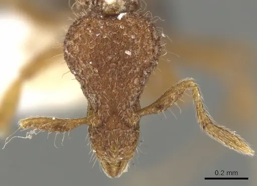 Strumigenys nykara specimen CASENT0900085 image casent0900085_2
