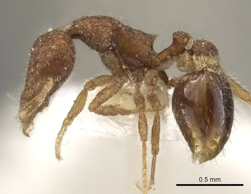 Strumigenys nykara specimen CASENT0900085 image casent0900085_3