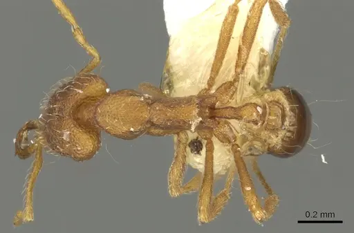 Strumigenys nysu specimen CASENT0900849 image casent0900849_1