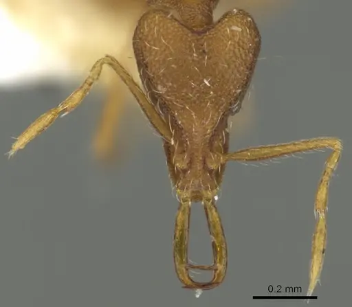 Strumigenys nysu specimen CASENT0900849 image casent0900849_2