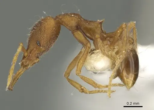 Strumigenys nysu specimen CASENT0900849 image casent0900849_3