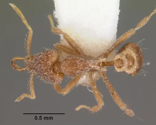 Strumigenys nytaxis specimen CASENT0102571 image casent0102571_1