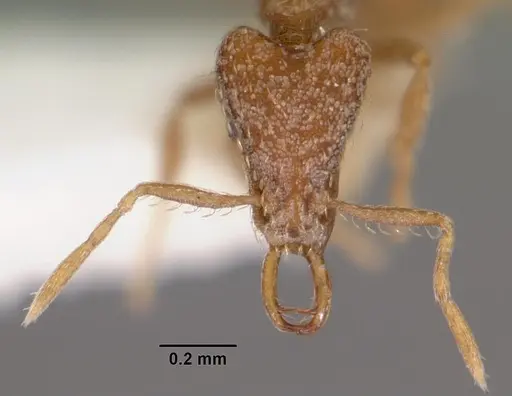 Strumigenys nytaxis specimen CASENT0102571 image casent0102571_2