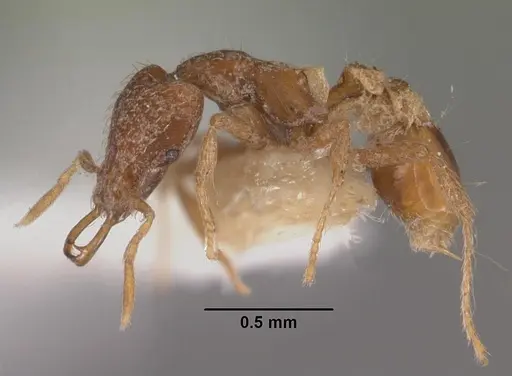 Strumigenys nytaxis specimen CASENT0102571 image casent0102571_3