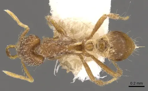 Strumigenys nytaxis specimen CASENT0900806 image casent0900806_1