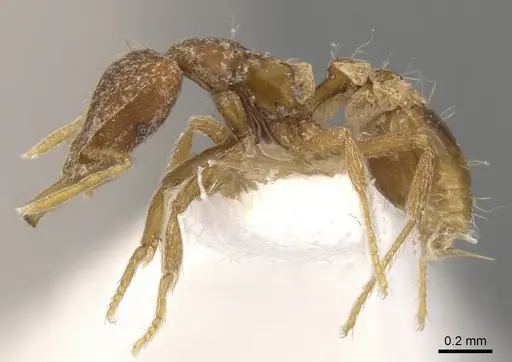 Strumigenys nytaxis specimen CASENT0900806 image casent0900806_3
