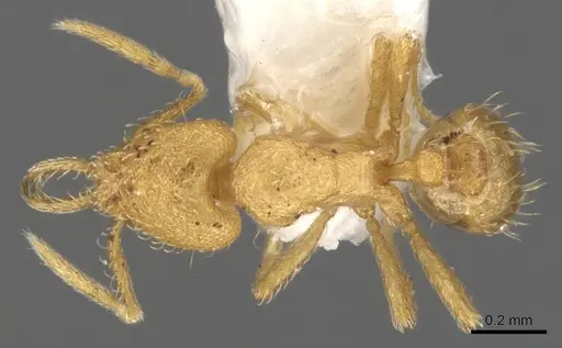 Strumigenys obliqua specimen CASENT0900471 image casent0900471_1